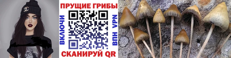 купить наркоту Касимов Галлюциногенные грибы Magic Shrooms